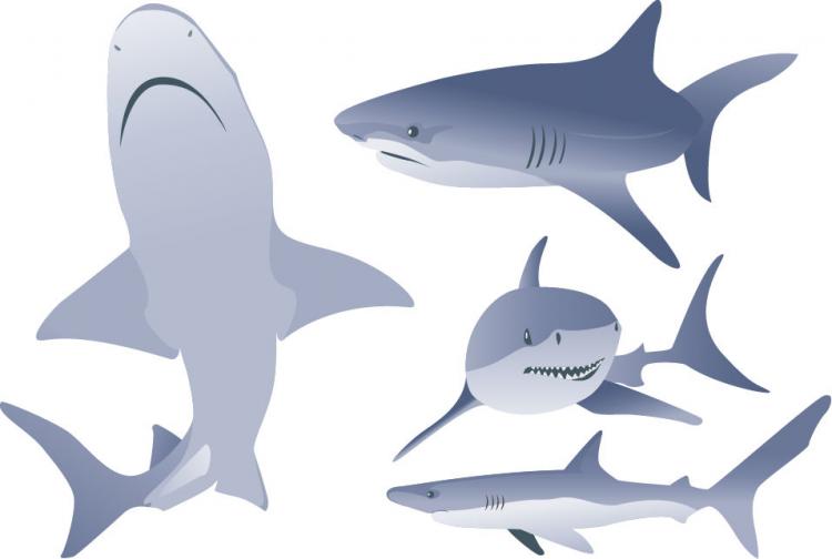 free vector Free Vector Shark Illustrations